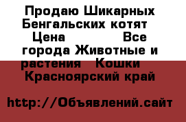 Продаю Шикарных Бенгальских котят › Цена ­ 17 000 - Все города Животные и растения » Кошки   . Красноярский край